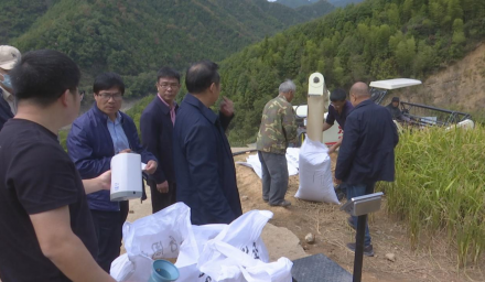 578.8公斤！杭州種業集團再創新墾耕地水稻旱種旱管高產
